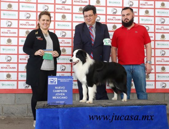 JUCASA Border Collie