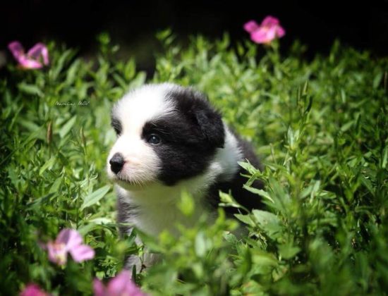 JUCASA Border Collie