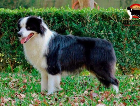 JUCASA Border Collie