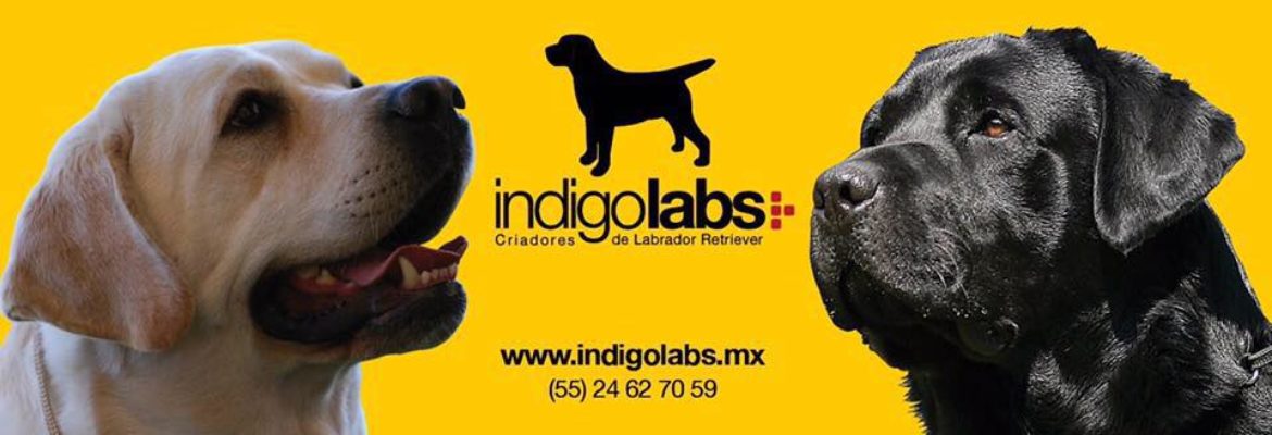 Criadero labrador , husky y viejo pastor ingles