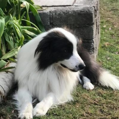 Sajala Border Collies