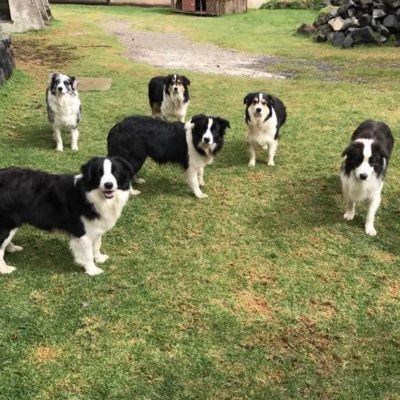 Sajala Border Collies