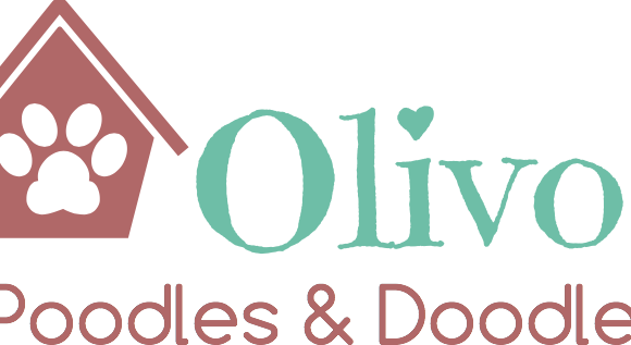 olivos poodles and doodles