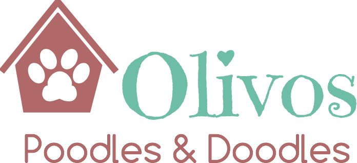 Olivos poodles cheap and doodles