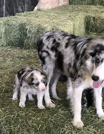 Border Collie valle