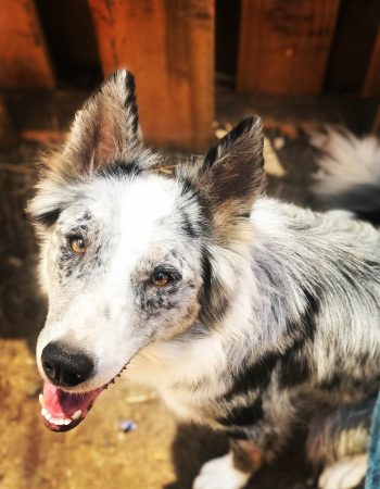 Border Collie valle