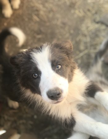 Border Collie valle