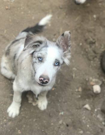 Border Collie valle