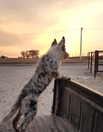 Border Collie valle